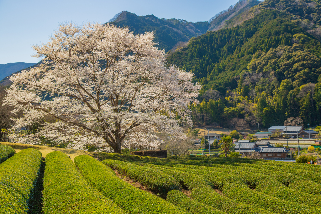 竹原の淡墨桜