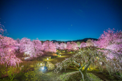 鈴鹿の森公園～ライトアップ