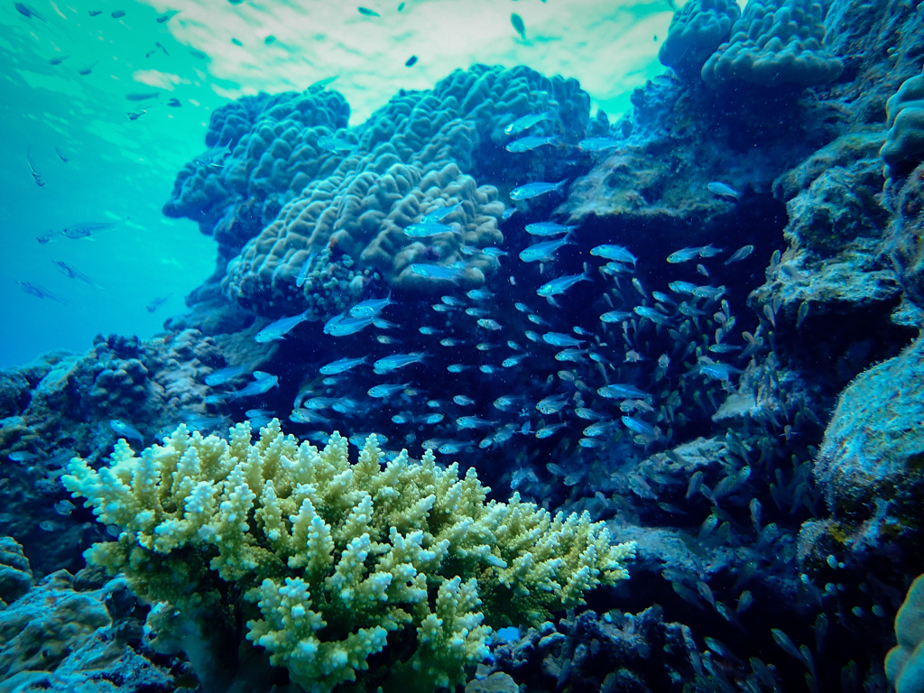 魚群～慶良間諸島～