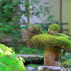 苔帽子♪