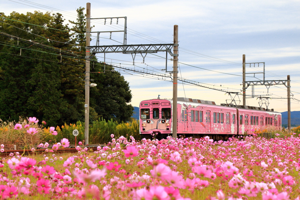 桃色忍者列車