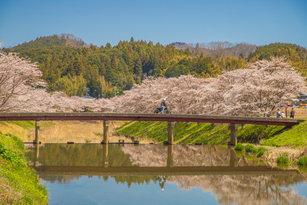 桜と橋とバイク乗り