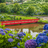 紫陽花の庭園