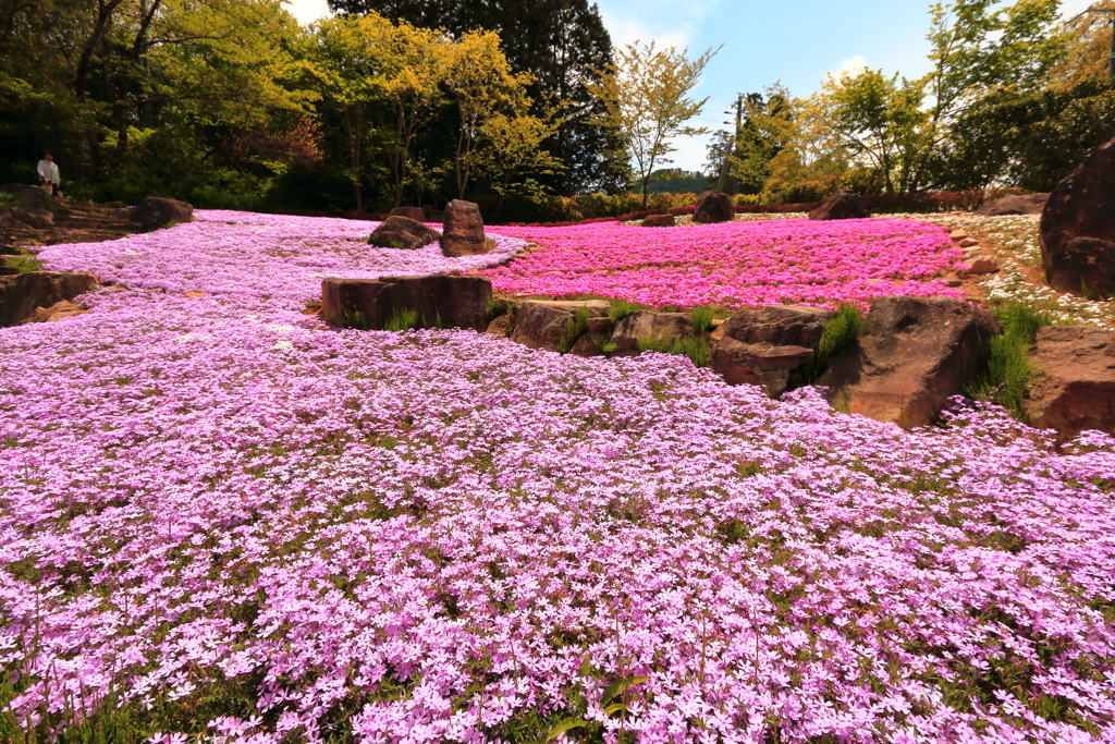 芝桜