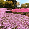 芝桜