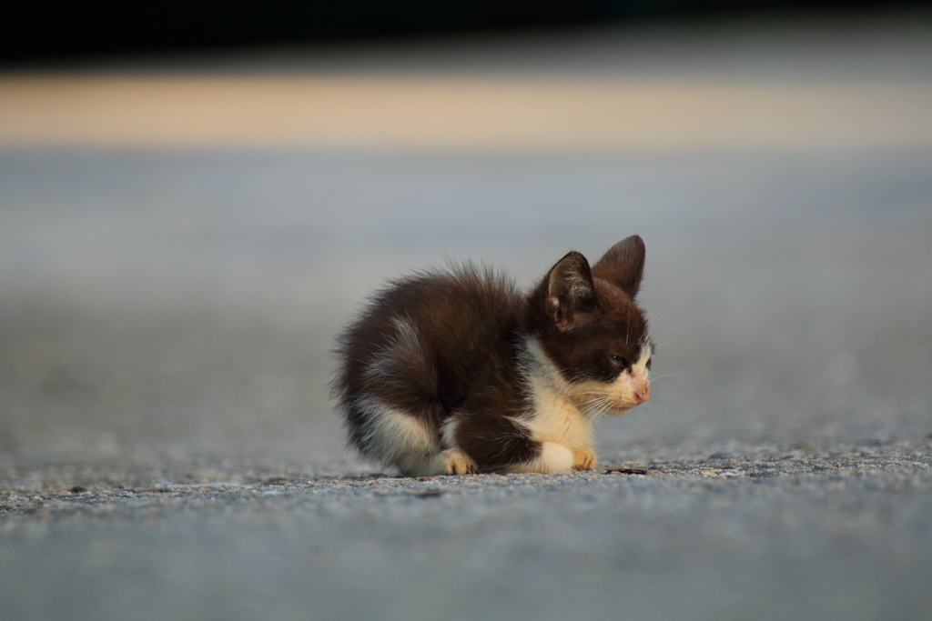 島ねこ こねこ