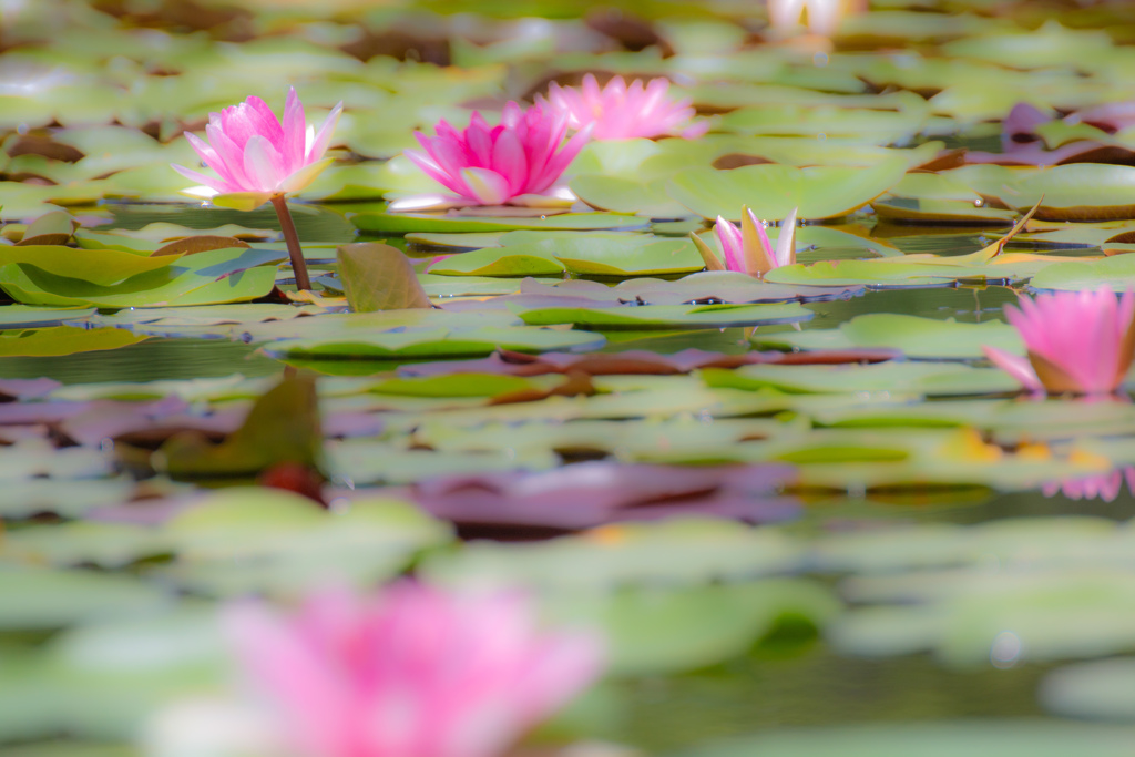 睡蓮の花のように♪