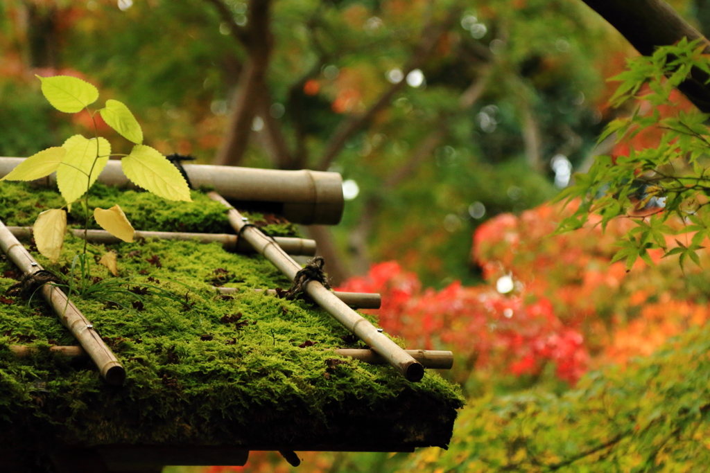 苔屋根