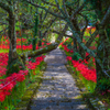 佛隆寺の曼珠沙華