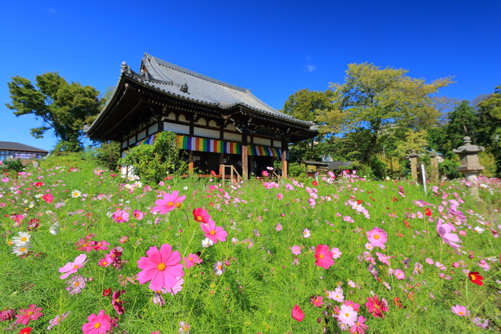 秋桜寺