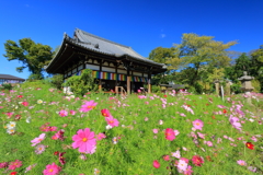 秋桜寺