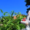 島でいちばんちいさなシーサー