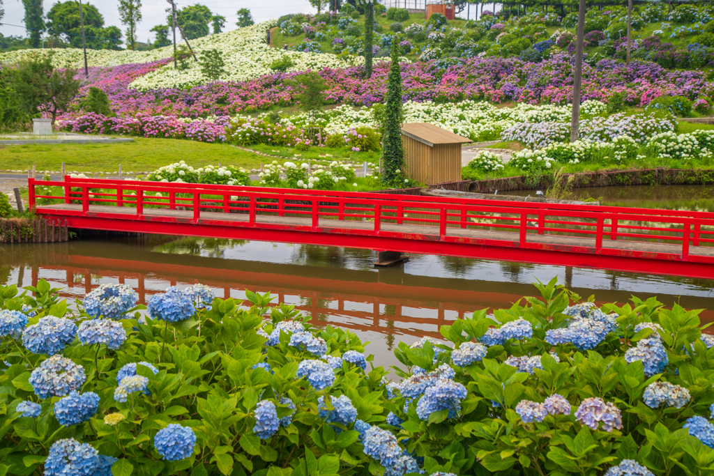 紫陽花の庭園