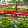 紫陽花の庭園