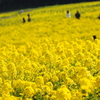 菜の花に包まれて