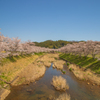 宇陀川桜並木