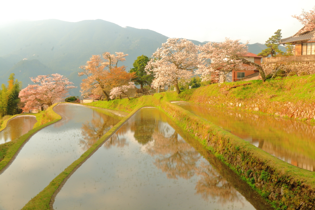 三多気の桜