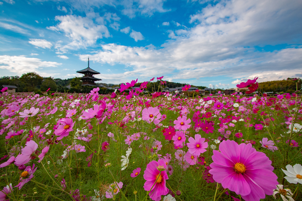秋桜と三重塔～法起寺～