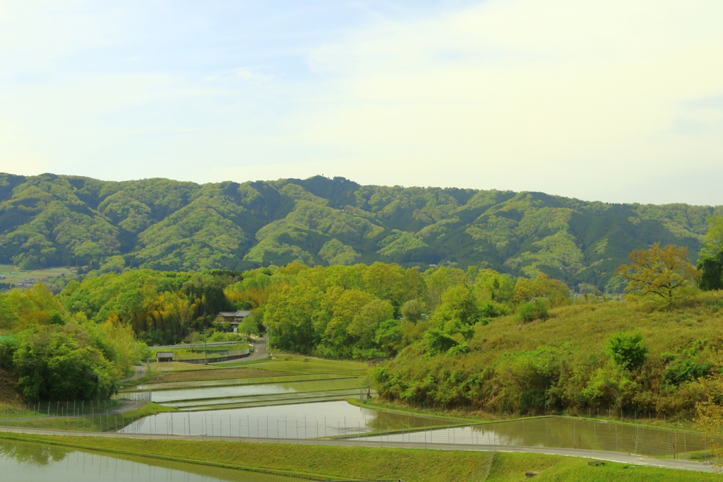 初夏の田園風景