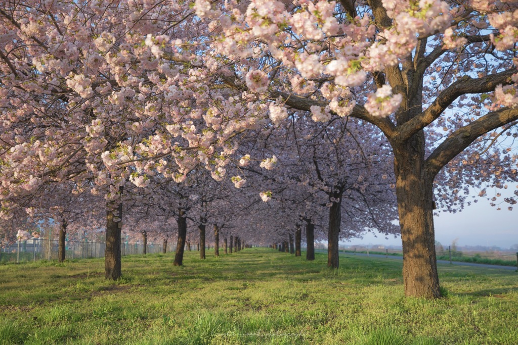 千曲川堤防沿い桜堤