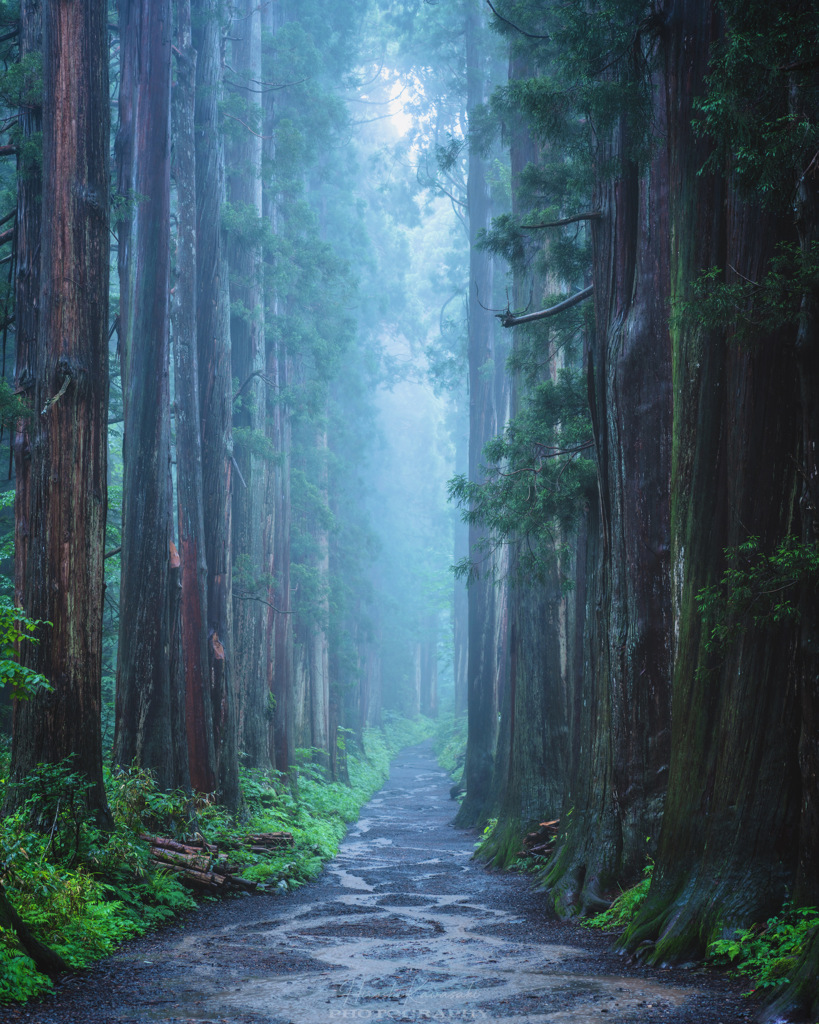 雨の参道