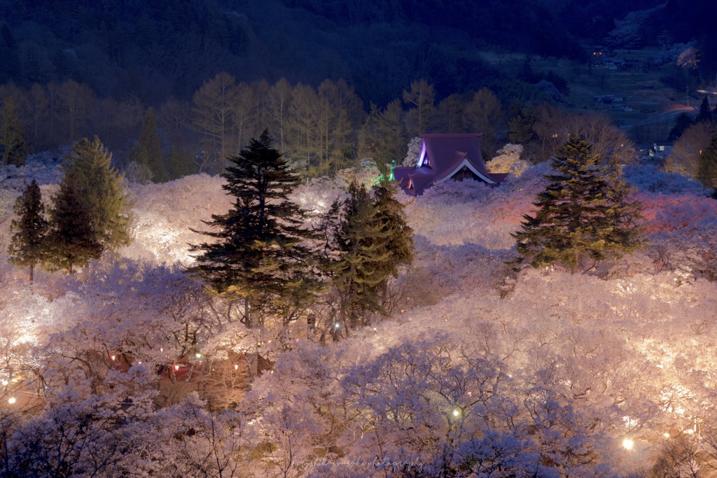 天下一の桜