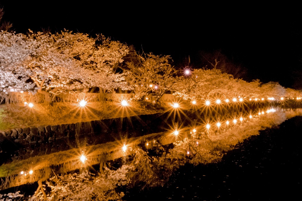松本城の夜桜