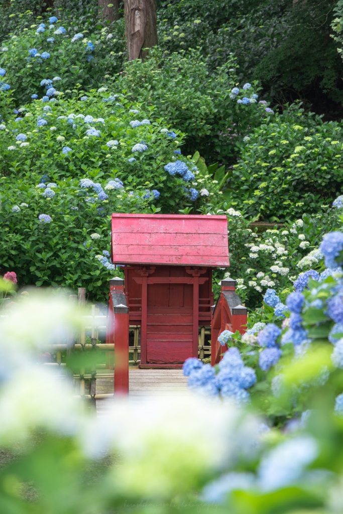 あじさい寺