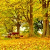 秋色に染まった公園