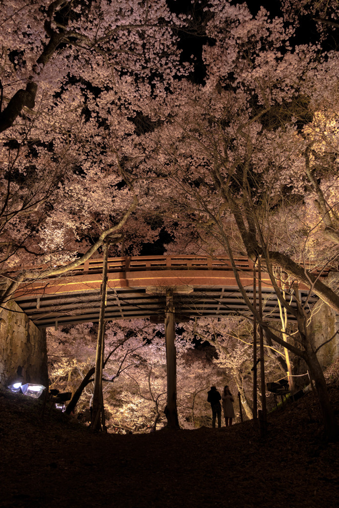 高遠の夜桜