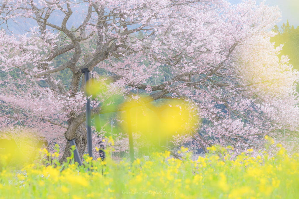 黒部のエドヒガン桜