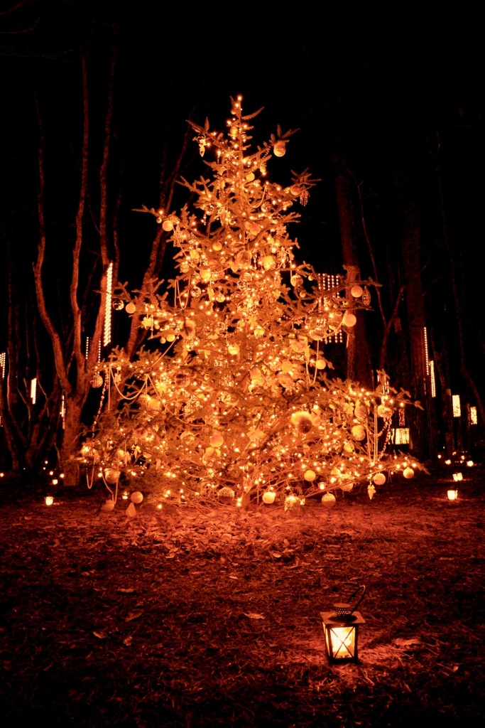 森の中のクリスマスツリー