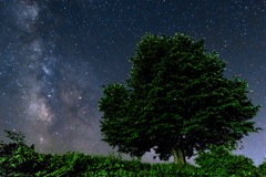 夏の夜空と一本桜