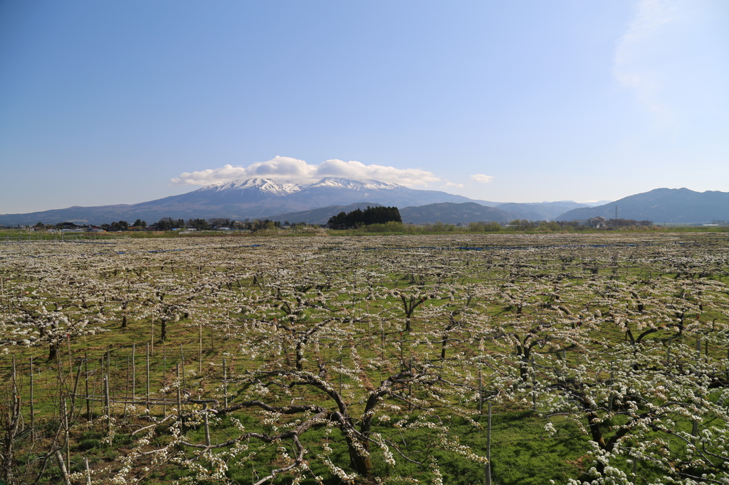 山のふもとの梨畑