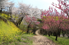 春の散歩道