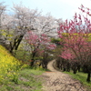 春の散歩道