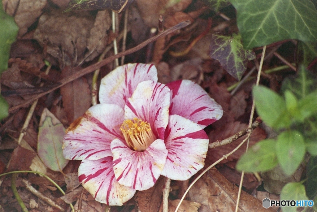 花ごと落ちてるからツバキだろうな、