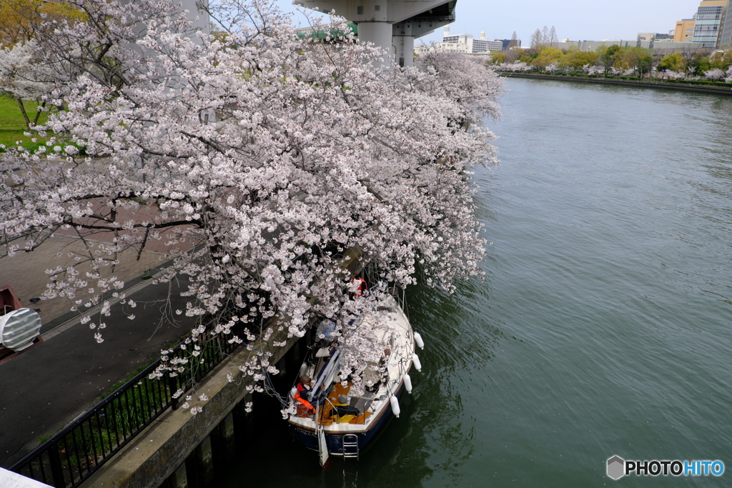 花見（近所の桜）