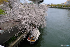 花見（近所の桜）