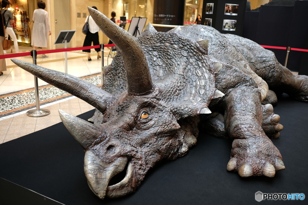 上目遣いで訴える、、