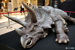 上目遣いで訴える、、