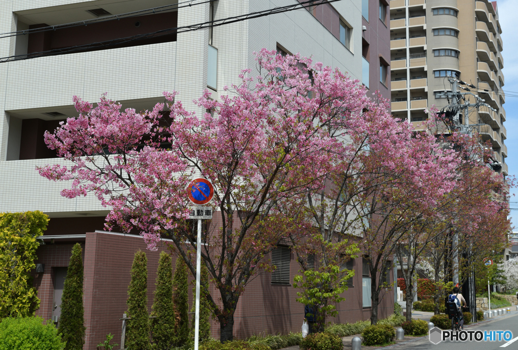 街なか桜