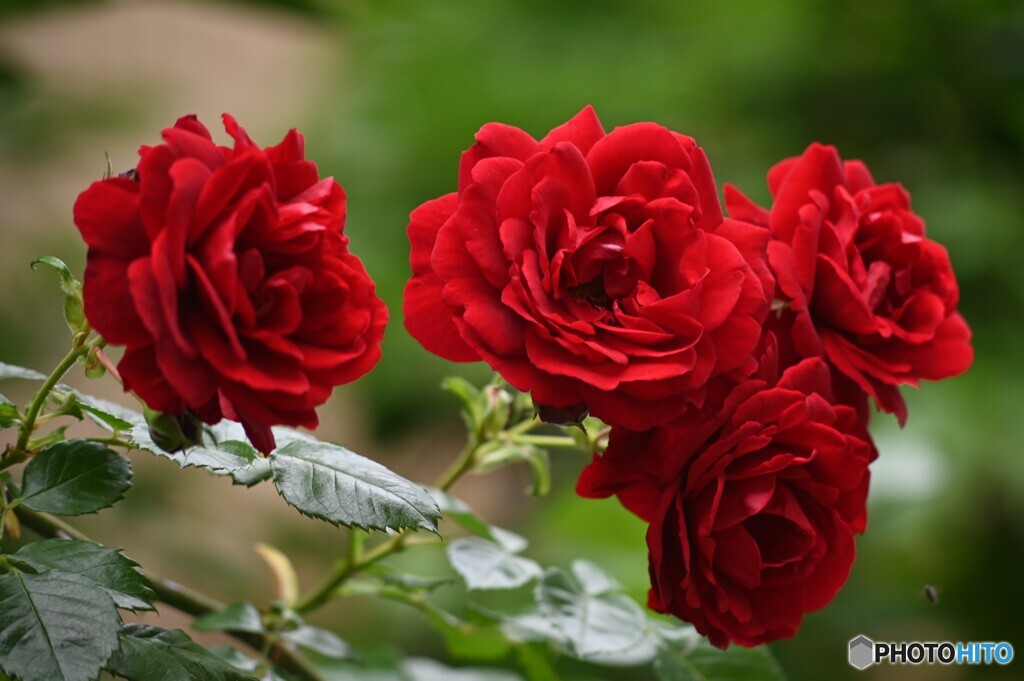 街なか薔薇歩き