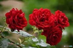 街なか薔薇歩き