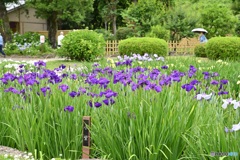 城北菖蒲園
