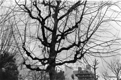 越冬（フォルム