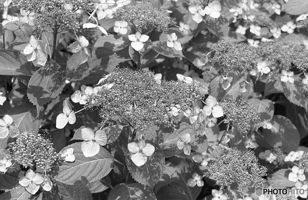 モノクロ　明るいガクアジサイ