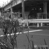 路傍の花