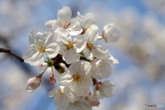 こころウキウキ桜咲き