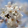 こころウキウキ桜咲き